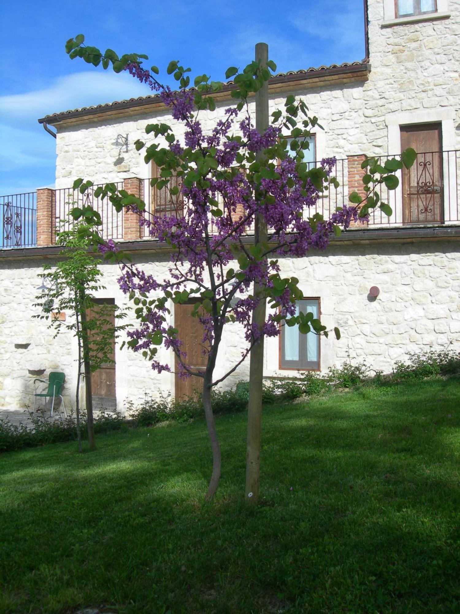 Agriturismo Borgo San Martino Abbateggio Buitenkant foto